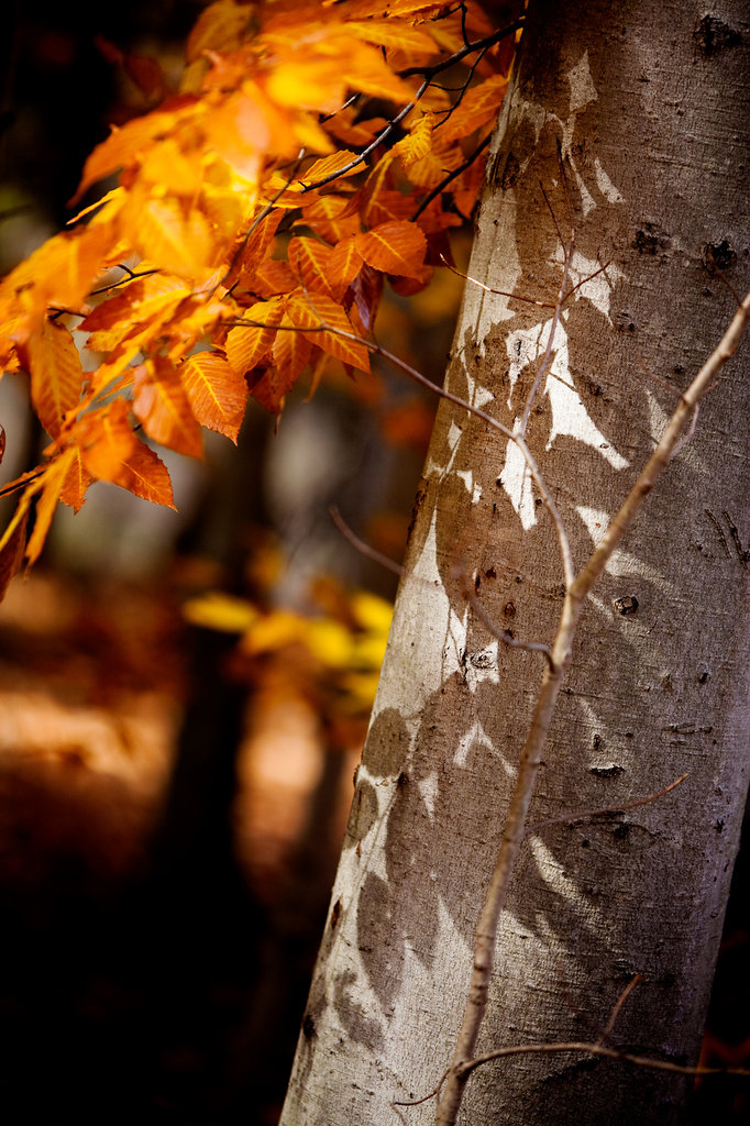 Shadow Of Autumn